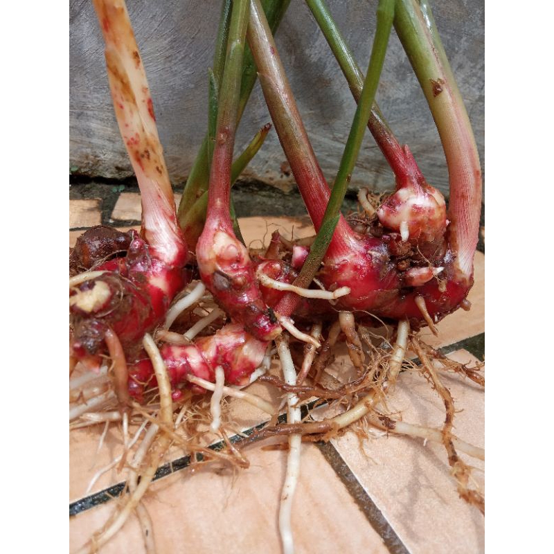

jahe merah/read ginger,size super 500 gram sudah bersih