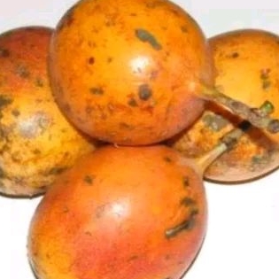 

MARKISA KONYAL MEDAN MANISS FULL