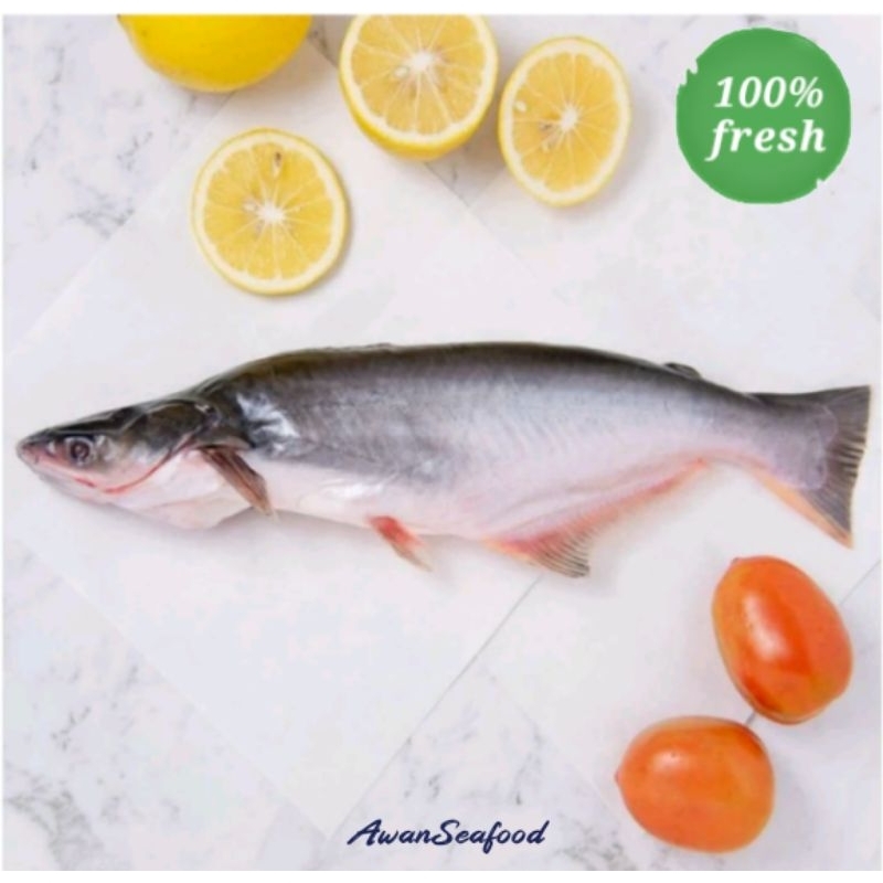

Ikan Patin Merah Fresh 1kg