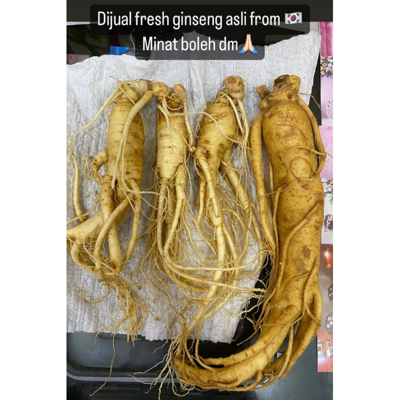 

ginseng asli korea