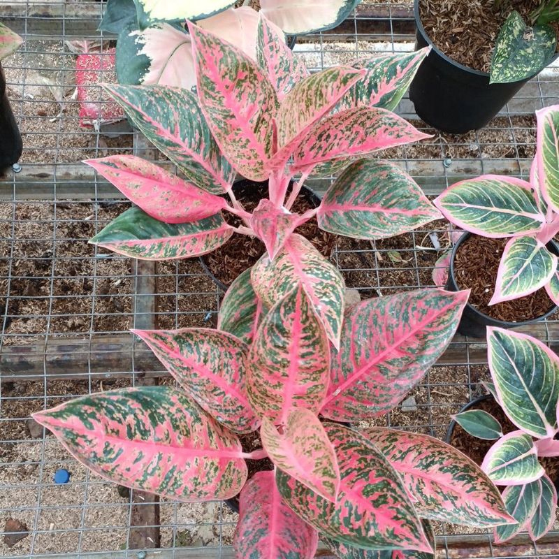 PROMO AGLONEMA  REANITA SURYA