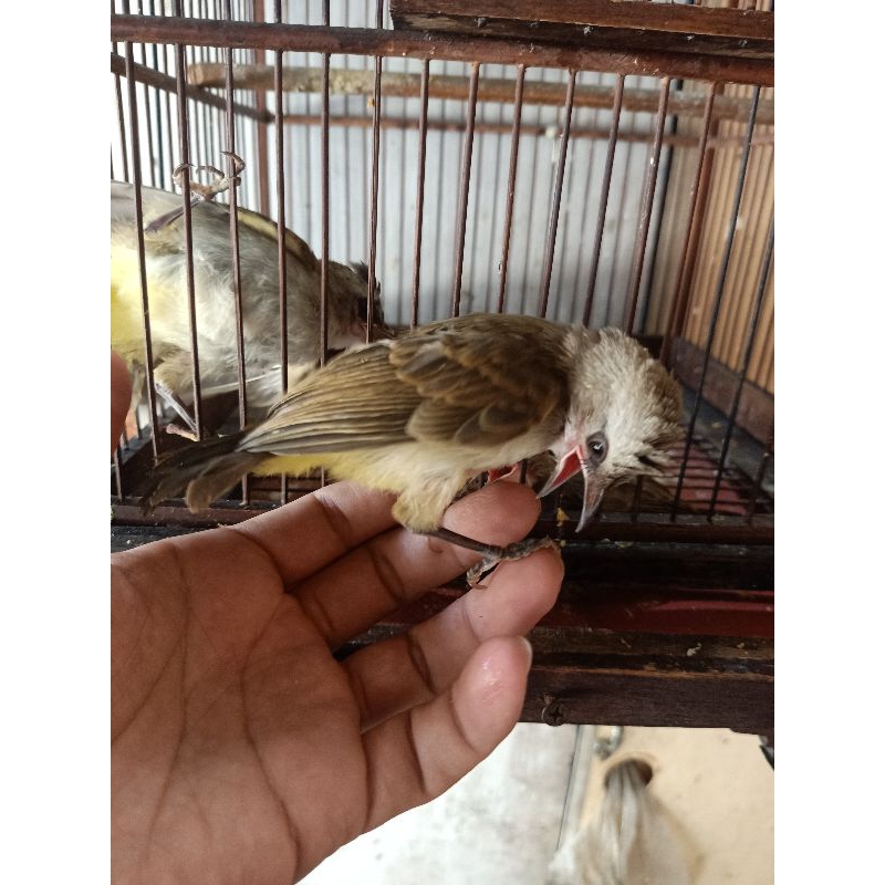 lolohan/anakan burung Trucukan/merba jinak pilihan
