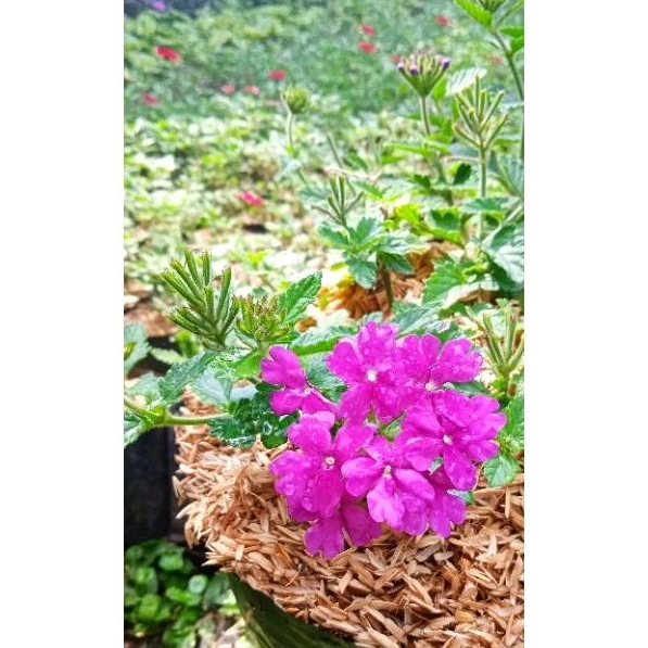 bunga marbena/verbena tanaman hias bunga verbena
