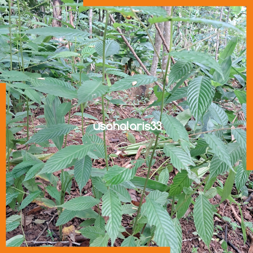 Bibit Pohon Afrika Bibit Pohon Kayu Afrika Maesopsis eminii Engl