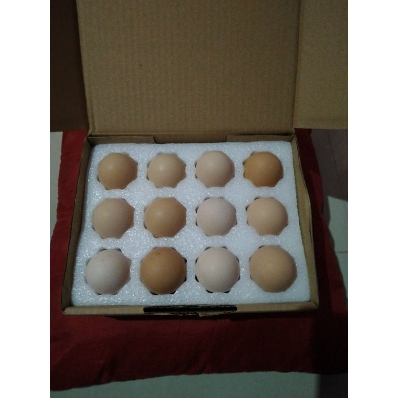 

telur tetas black permud2(bp2) paket 12 butir