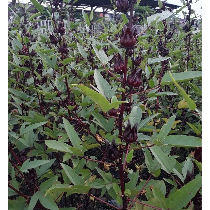 

Teh Bunga Rosella Ungu 1KG Murah organik petik kebun sendiri