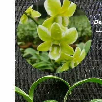 bibit anggrek varigata burana green-angrek bibit hijau putih Niming tanaman hias