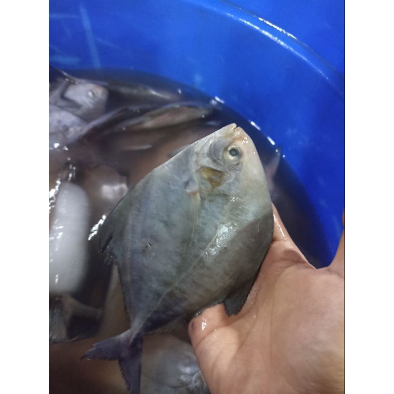 

ikan bawal hitam