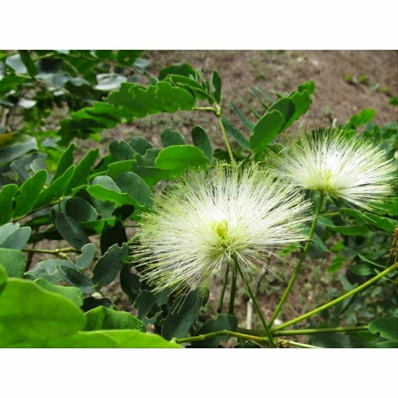 -+400 biji bunga kaliandra putih udah tua di pohon