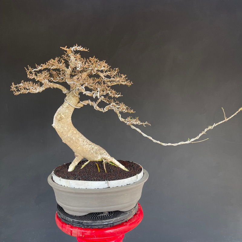 BONSAI SERUT (streblus Asper)