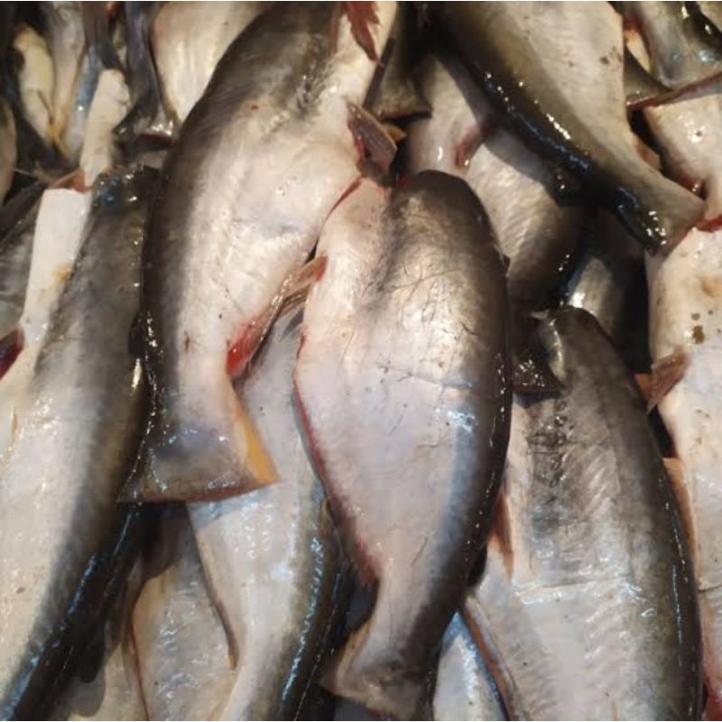 

ikan patin segar tanpa kepala-ekor 500 gr