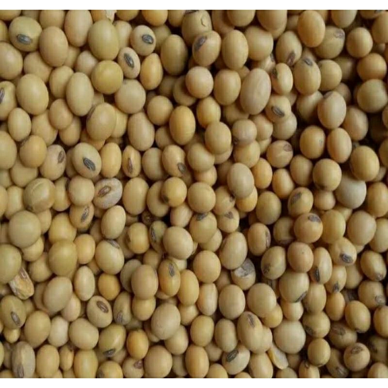 

KACANG KEDELAI IMPORT 250GRAM