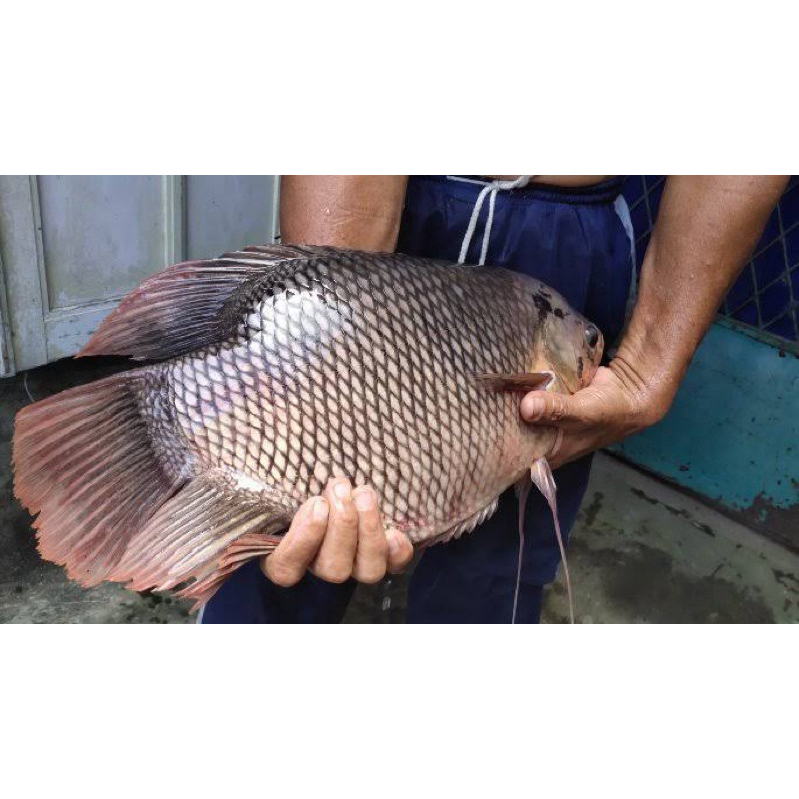 

IKAN GURAME HALAL IKAN GURAMI GURAME