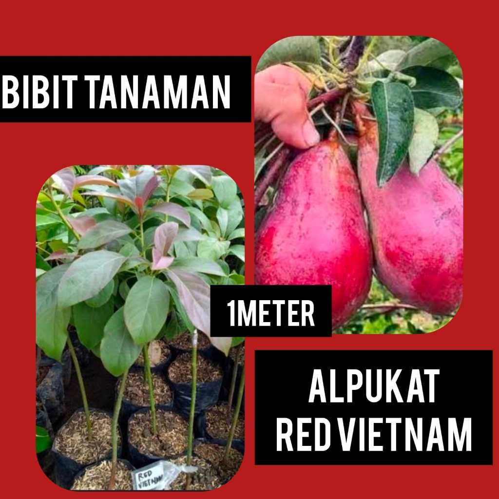 Bibit Alpukat Red Vietnam 1 Meter