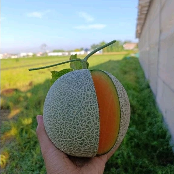 

Melon Hidroponik Jenis Orange Musk Melon