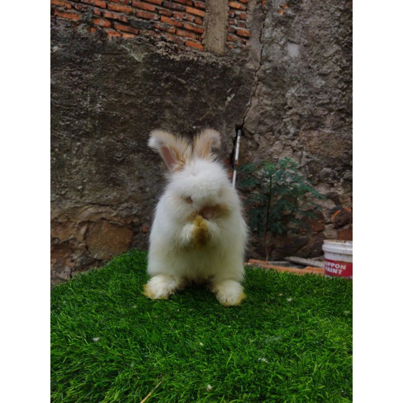 Kelinci Anggora Hias Broken Oren