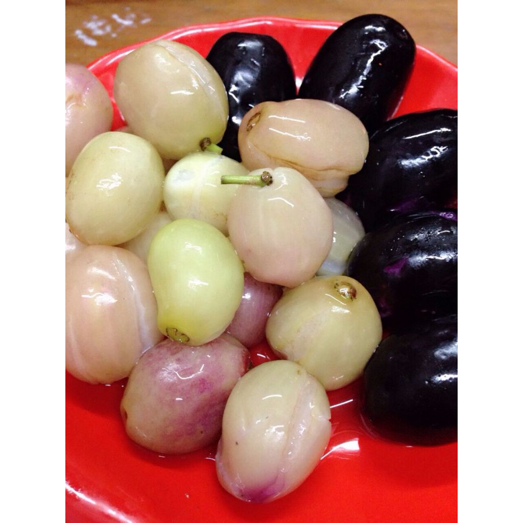 bibit  buah  juwet  putih