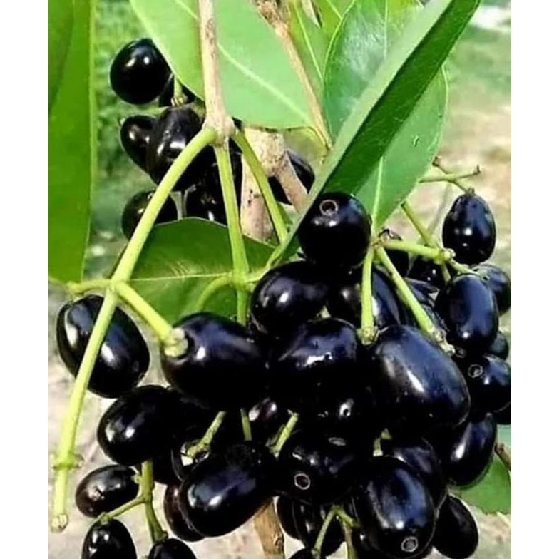 bibit  buah  juwet  hitam