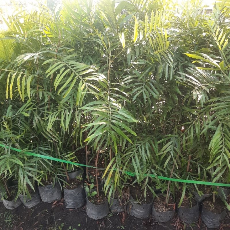 Bibit Tanaman Peneduh Kiara Payung Pinisium