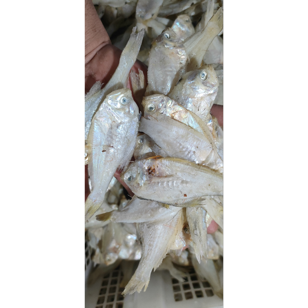 

Ikan kering sapat laut atau ikan cermin putih
