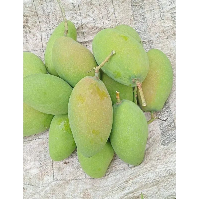 

Mangga Manalagi / Gadung 1kg Mudah Rujak