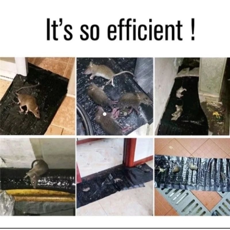 LEM TIKUS KARPET JUMBO