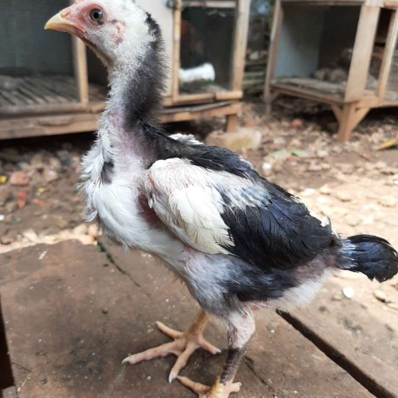 anakan ayam pakhoy drumband x pamangon by raja Tunggal farm