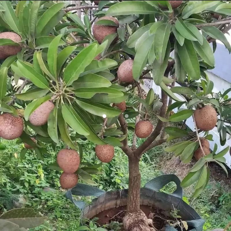 Bibit sawo jumbo cangkok Berbuah 1 meter