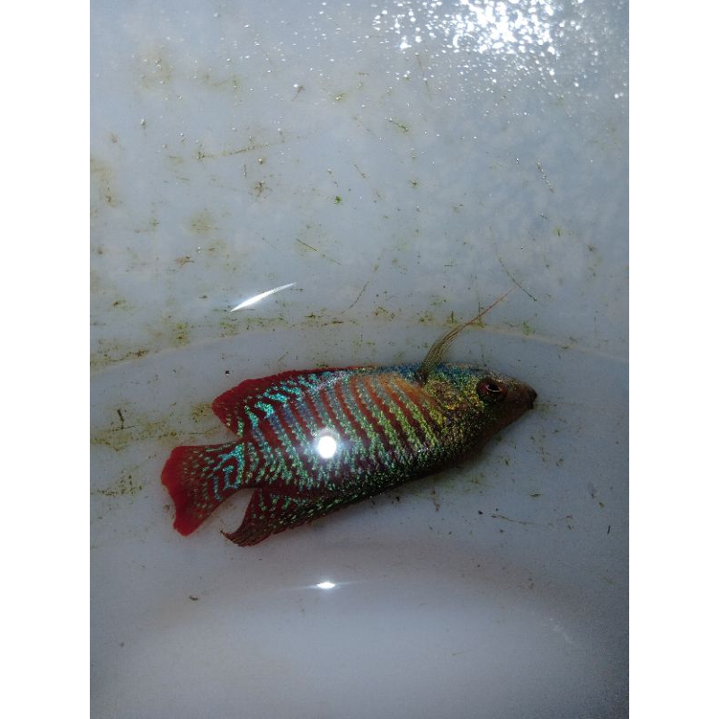 

ikan alious 5pcs daerah jatim