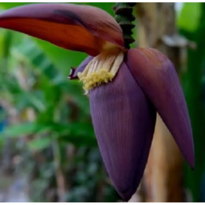 

Jantung pisang mas segar 500 gram petik langsung