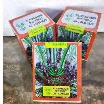 Benih kecambab kelapa sawit unggul DxP TOPAZ