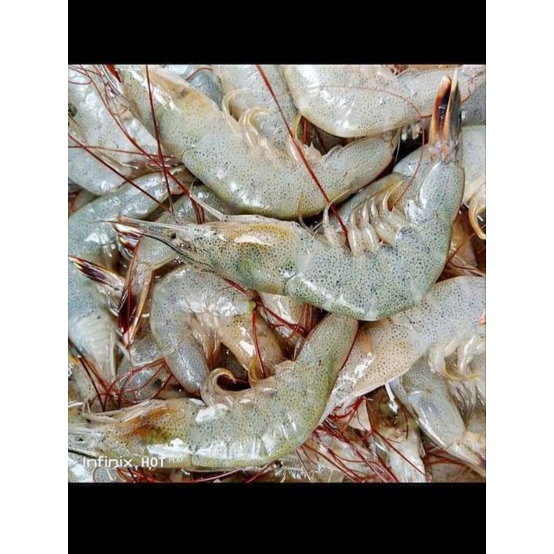 

udang frees segar frozen