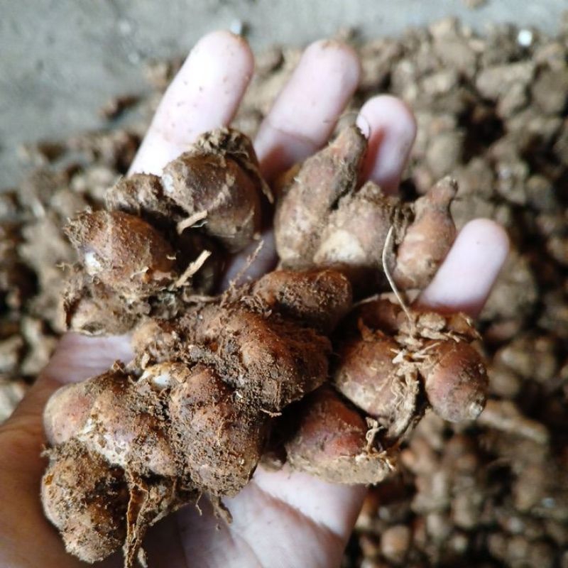 

Kencur tua 1kg bumbu dapur