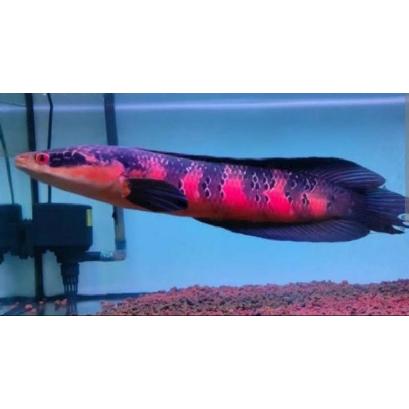 Red Barito Kualitas Primer size 15 cm-16cm ( Sortiran Terbaik )