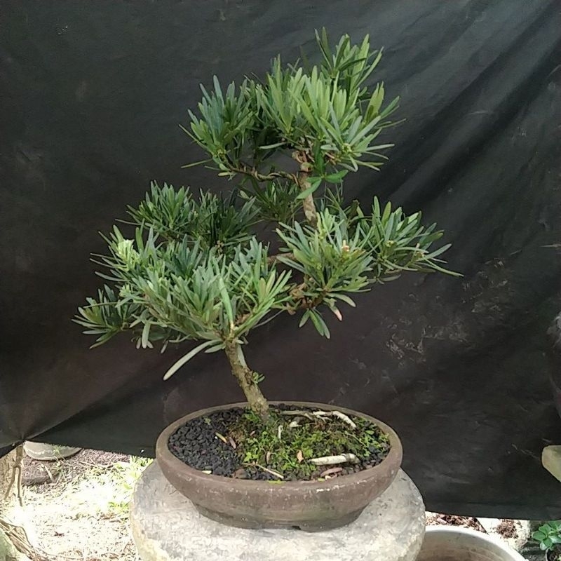 bonsai lohansung
