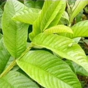 

daun jambu biji muda 50lembar dipetik ketika ada order masuk