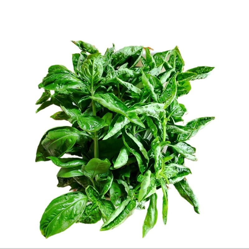 

Sweet Basil Segar 100gr Order Petik Fresh by Efruitday