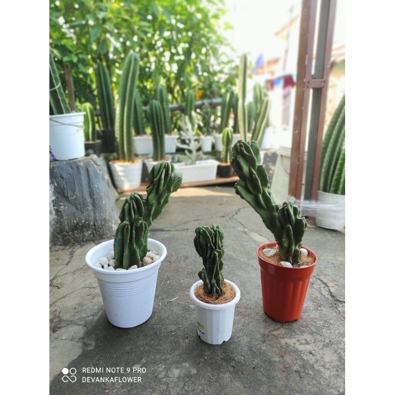 Tanaman Hias Kaktus Lilin Bercabang/ Pohon Kaktus lilin / Bunga Hias Kaktus lilin