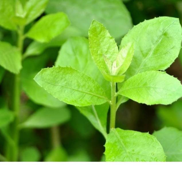

daun beluntas 200gram