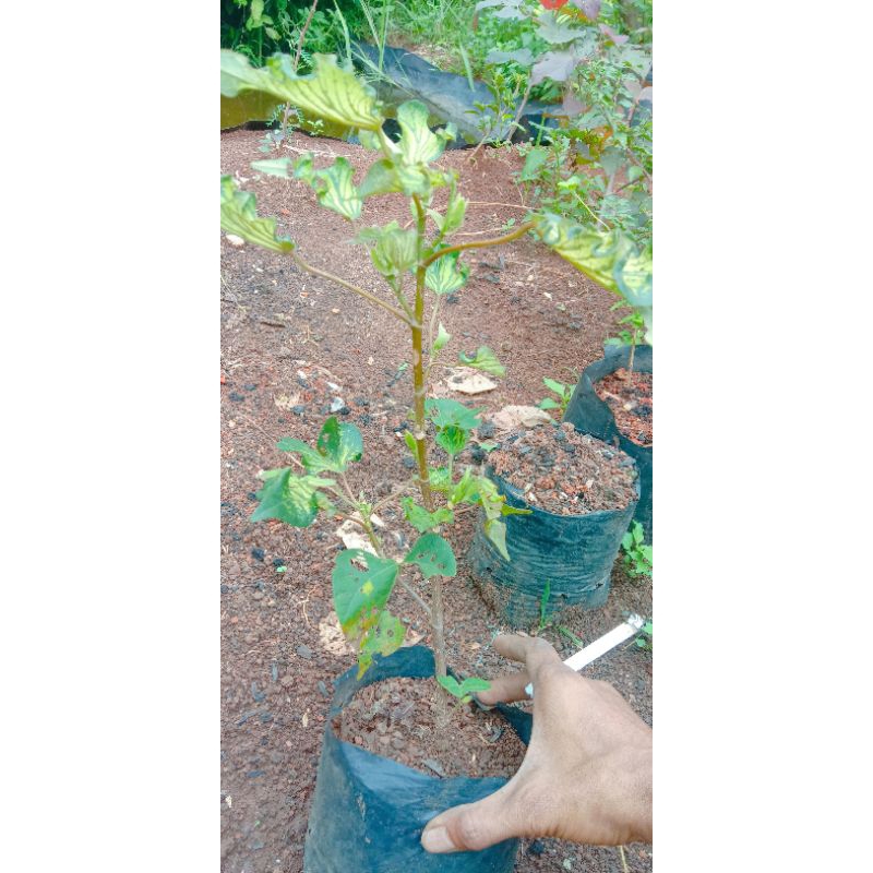 bahan bonsai waru wayang / waru batik