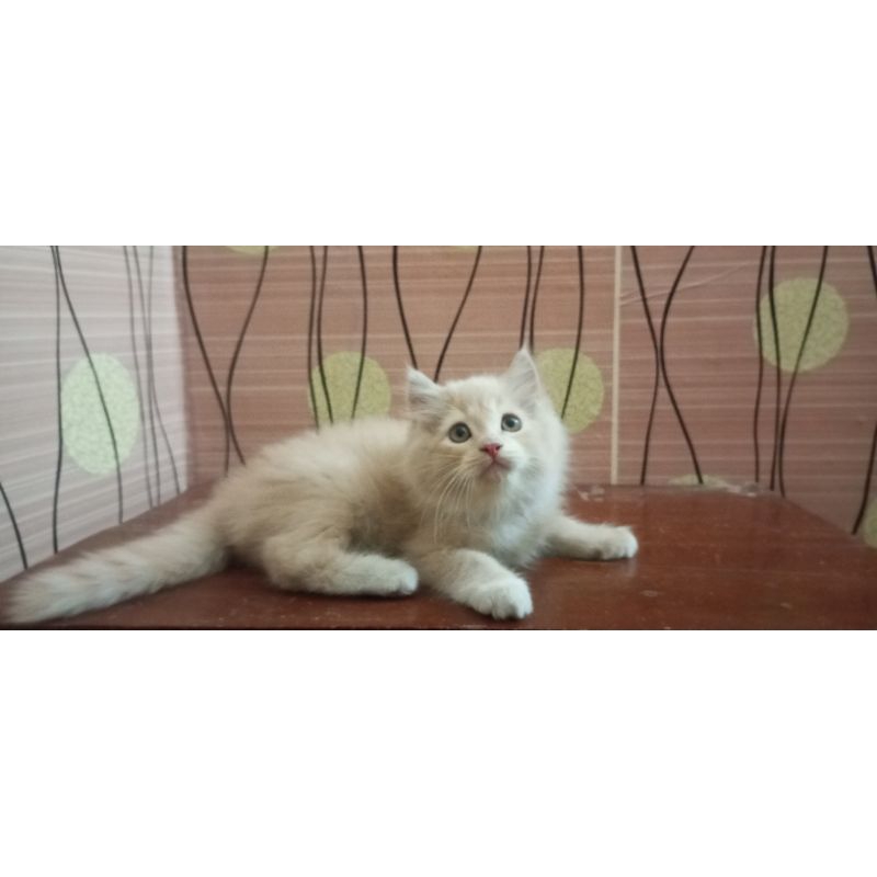 kucing persia medium cream jantan 2 bulan gemes