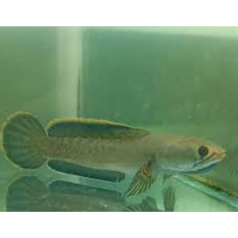Ikan chana Limbata rim sedang,ikan betok babon 8 cm