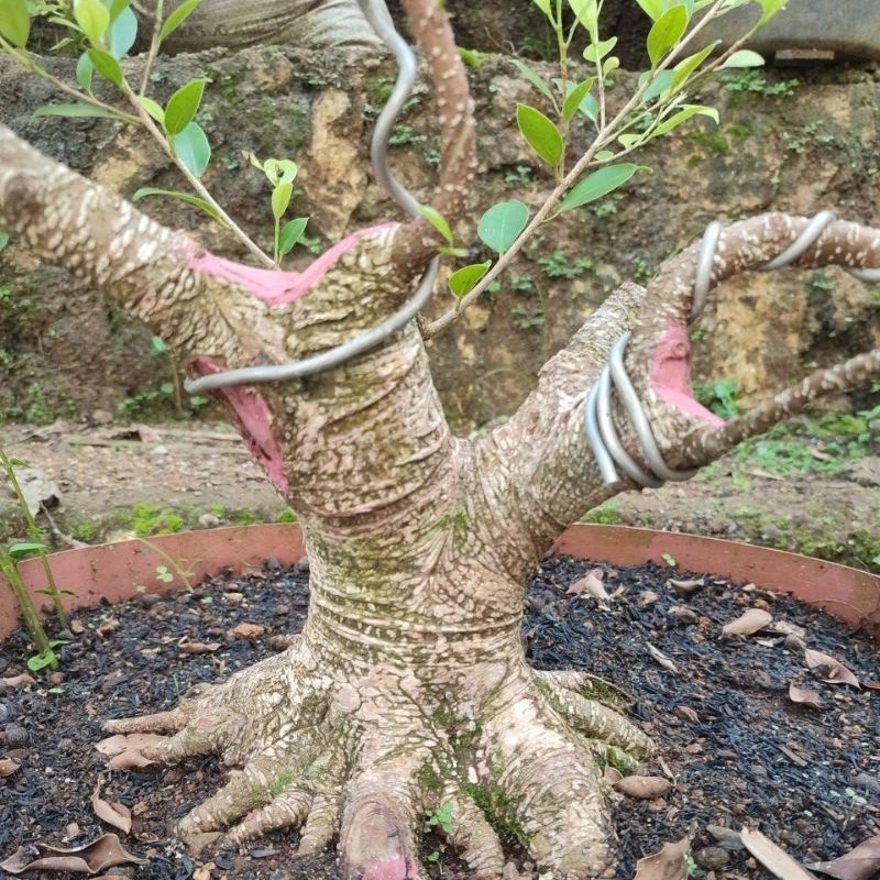 kimeng bogelan besar