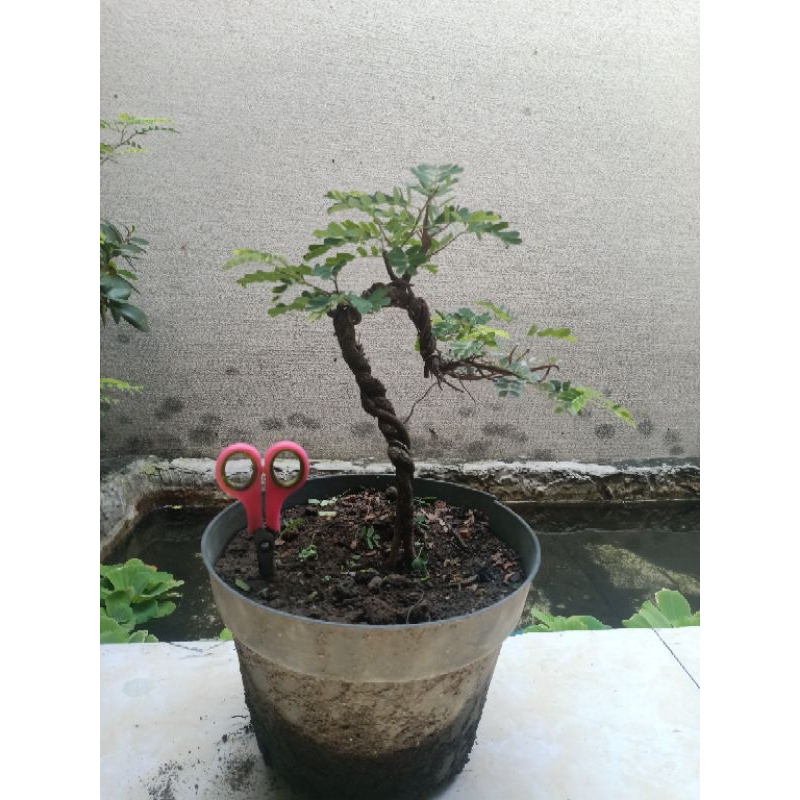bonsai asem