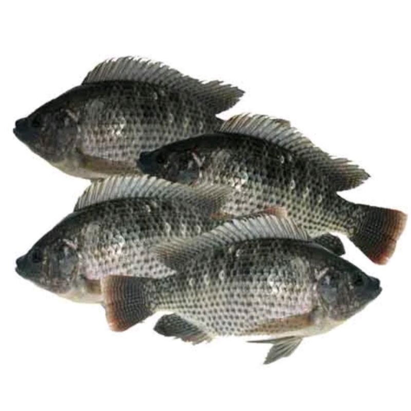 

IKAN MUJAIR SEGAR / JAMIN SEGAR
