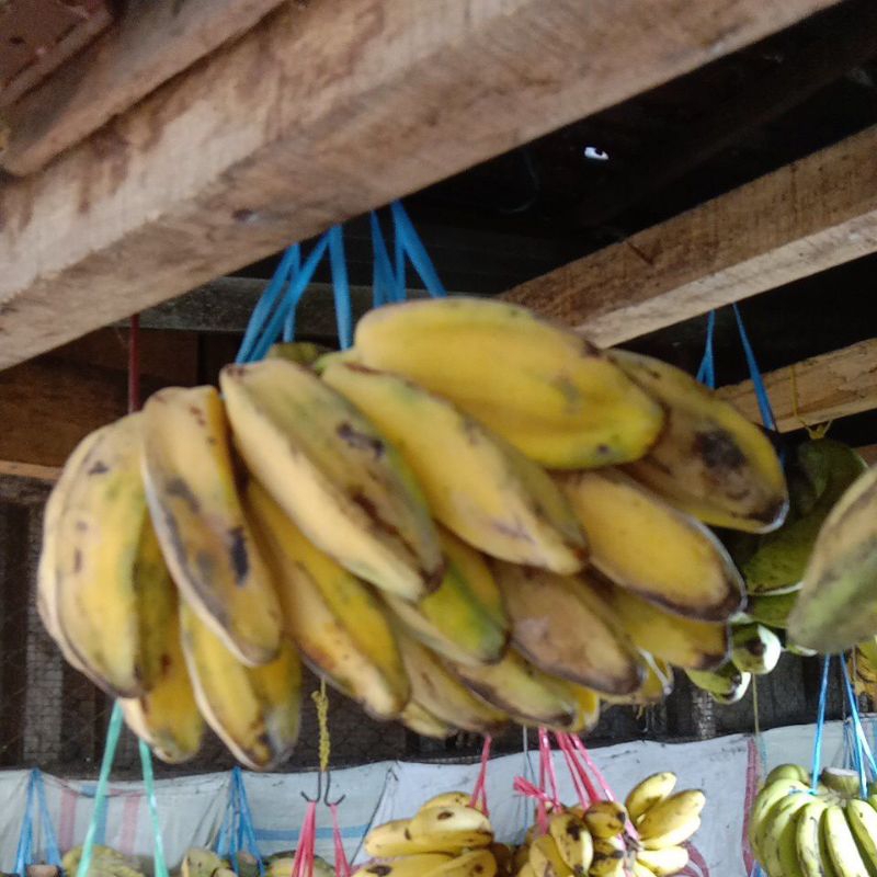 

pisang kepok 1,5 kg