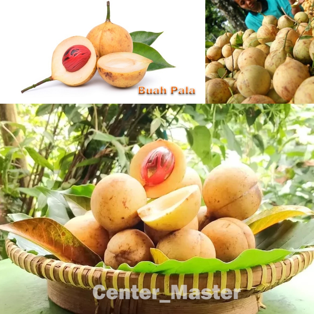 

buah Pala Segar/ Pala Muda Utuh 1kg - buah pala fresh segar berkualitas super