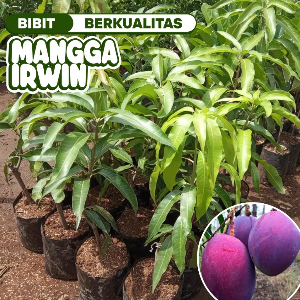 bibit mangga irwin cepat berbuah / pohon mangga ungu