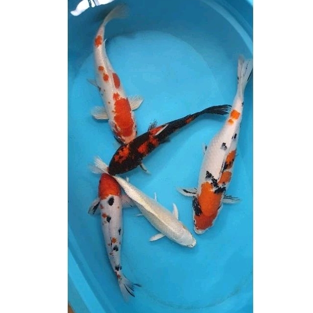 Paket Ikan Koi Blitar 5 Ekor