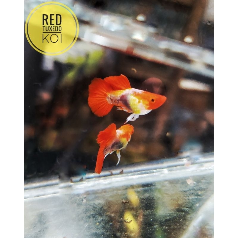 

ikan guppy red tuxedo sepasang